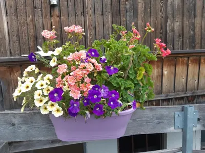 Ein Garten an der Unterkunft Ferienwohnung Schatzhof