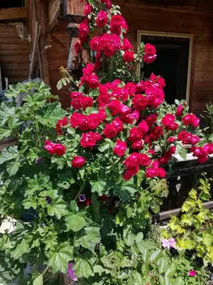 Ein Garten an der Unterkunft Kuanerhof Wohnung 2-4 Personen