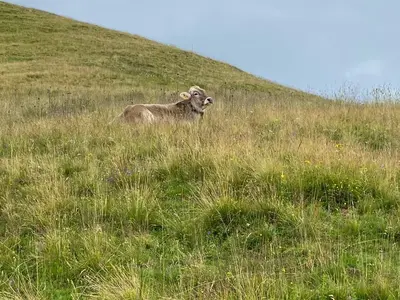 Tiere in der Ferienwohnung oder in der Nähe