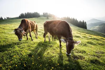 Tiere in der Ferienwohnung oder in der Nähe