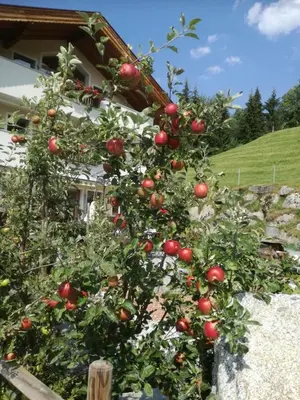 Ein Garten an der Unterkunft Ferienwohnungen Hinterstein