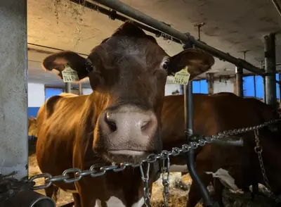 Tiere in diesem Bauernhof oder in der Nähe