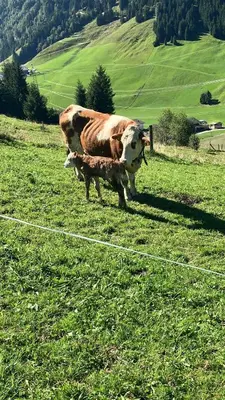 Tiere in diesem Bauernhof oder in der Nähe