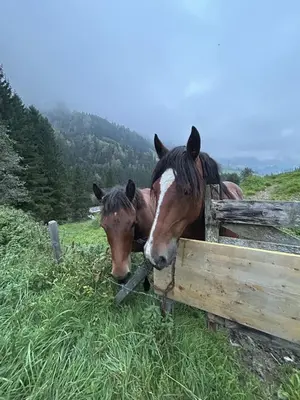 Tiere in diesem Bauernhof oder in der Nähe
