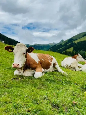 Tiere in der Ferienwohnung oder in der Nähe