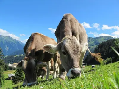 Tiere im Ferienhaus oder in der Nähe