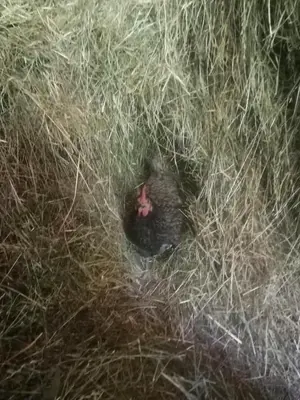 Tiere in diesem Bauernhof oder in der Nähe