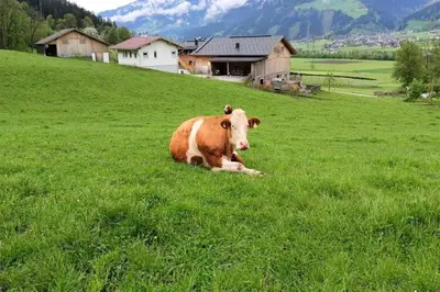 Tiere in der Ferienwohnung oder in der Nähe