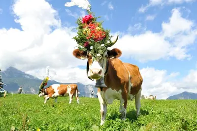 Tiere in der Ferienwohnung oder in der Nähe