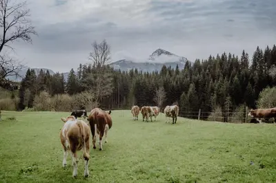 Tiere in der Ferienwohnung oder in der Nähe