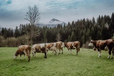 Tiere in der Ferienwohnung oder in der Nähe