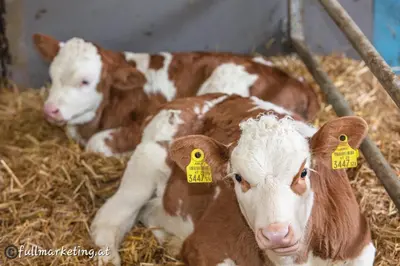 Tiere in der Ferienwohnung oder in der Nähe