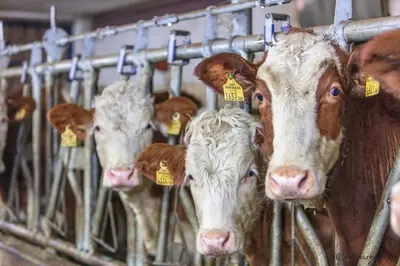 Tiere in der Ferienwohnung oder in der Nähe