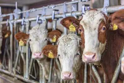 Tiere in der Ferienwohnung oder in der Nähe