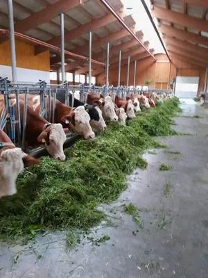 Tiere in diesem Bauernhof oder in der Nähe