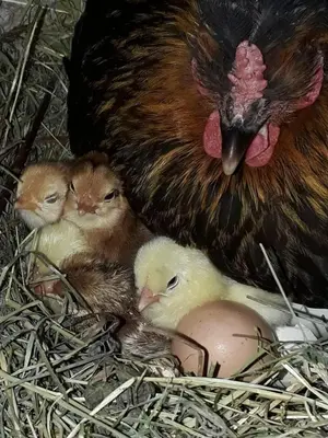Tiere in der Ferienwohnung oder in der Nähe